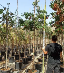 Cercis siliquastrum:arbre de judée 5 l 140-150