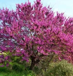 Cercis siliquastrum:arbre de judée 5 l 140-150