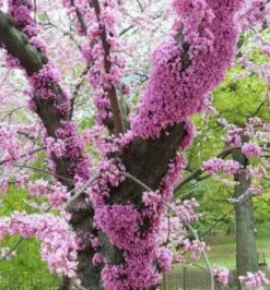 Cercis siliquastrum:arbre de judée 5 l 140-150