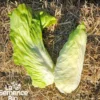 Chicorée pain de sucre - graines bio