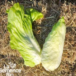 Chicorée pain de sucre - graines bio