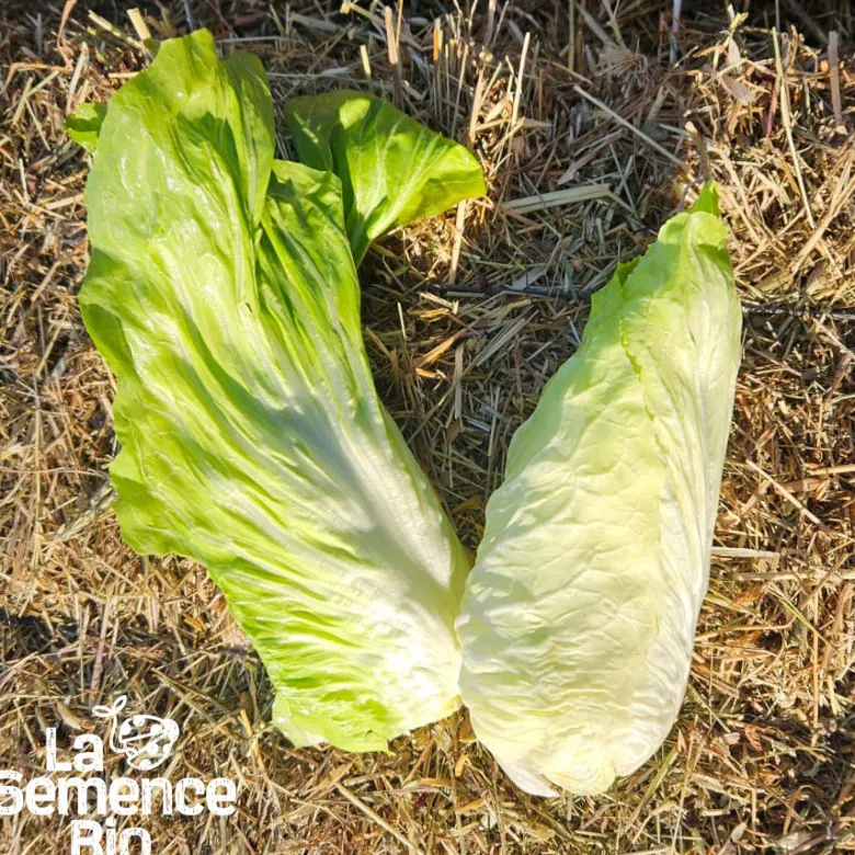 Chicorée pain de sucre - graines bio