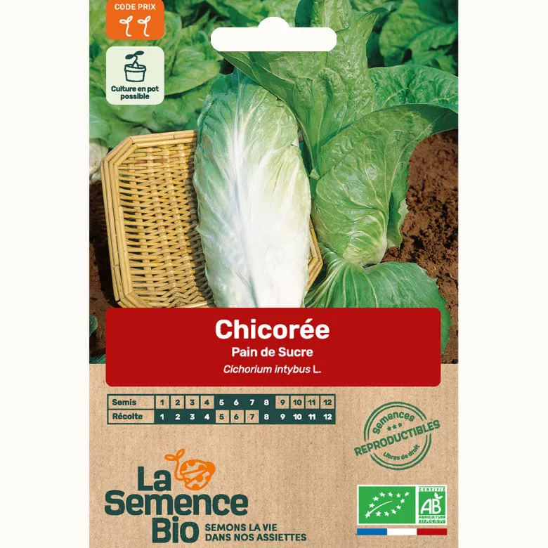 Chicorée pain de sucre - graines bio