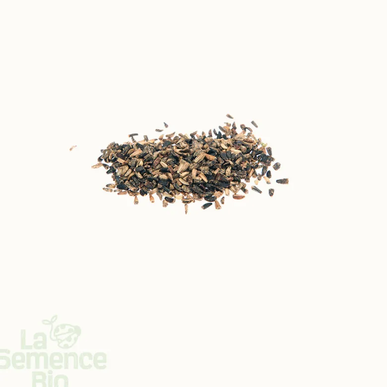 Chicorée pain de sucre - graines bio