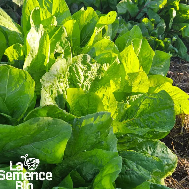 Chicorée pain de sucre - graines bio