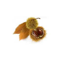 Châtaignier bio - 15ml (castanea sativa) – macérat concentré de bourgeons frais 15