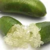 Citron caviar 4 l 40-60 cm