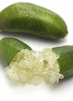 Citron caviar 4 l 40-60 cm