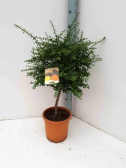 Citron caviar 4 l 40-60 cm