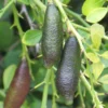 Citron caviar pulpe verte 9 l -140-160 cm