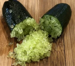 Citron caviar pulpe verte 9 l -140-160 cm