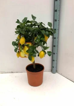Citronnier 25 l 160-180 cm