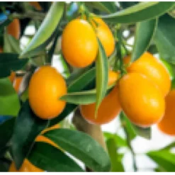 Citrus floridana limequat 9 l -140-160 cm