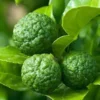 Citrus hystrix combava 1 l 0-40 cm