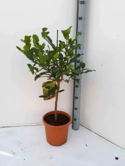 Citrus hystrix combava 1 l 0-40 cm