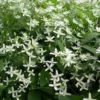 Clématite - clematis armandii 'snow bells' - 60-80 cm pot