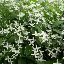 Clématite - clematis armandii 'snow bells' - 60-80 cm pot