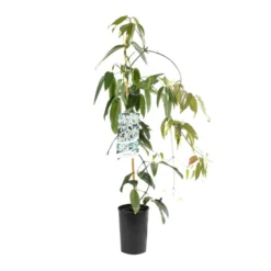 Clématite - clematis armandii 'snow bells' - 60-80 cm pot