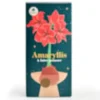 Coffret amaryllis à faire pousser
