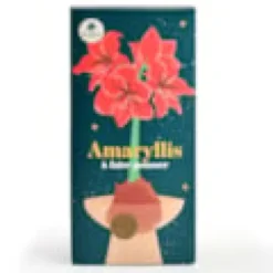Coffret amaryllis à faire pousser