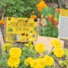 Coffret : je fais pousser mes 12 fleurs à papillons