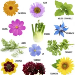 Coffret : je fais pousser mes 12 fleurs à papillons