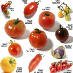 Coffret 12 sachets tomates anciennes