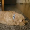 Collier pet recyclé xs - bleu