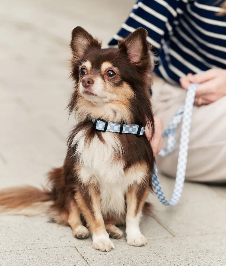 Collier pet recyclé xs - bleu