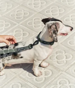 Collier pet recyclé xs - vert