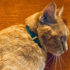 Collier pour chat lynx lynx by maurice en cuir grainé - taille 2 - vert