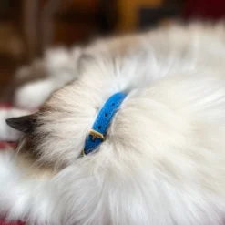 Collier pour chat lynx lynx by maurice en cuir grainé - taille 1 - bleu