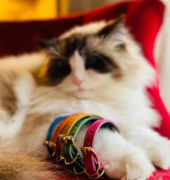 Collier pour chat lynx lynx by maurice en cuir grainé - taille 2 - rose