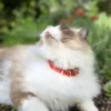 Collier pour chat panthera onca by maurice en nubuck - taille 1 - rouge