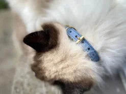 Collier pour chat panthera onca by maurice en nubuck - taille 3 - bleu