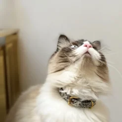 Collier pour chat panthera pardus by maurice en cuir - taille 2 - python