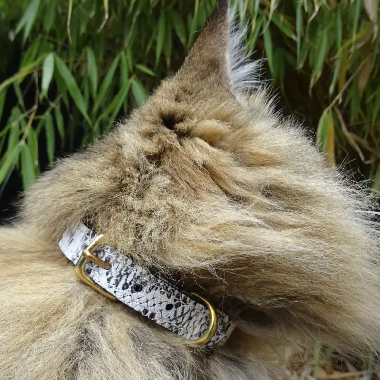 Collier pour chat panthera pardus by maurice en cuir - taille 2 - python