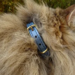 Collier pour chat panthera pardus by maurice en cuir - taille 3 - bleu