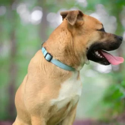 Collier pour chien rembourré et résistant - vert pastel - taille xl