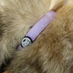 Collier pour chien rembourré et résistant - lilas - taille m
