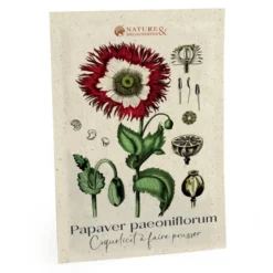 Coquelicot à faire pousser