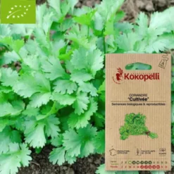 Coriandre cultivée- graines bio à semer