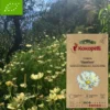 Cosmos xanthos- graines bio à semer