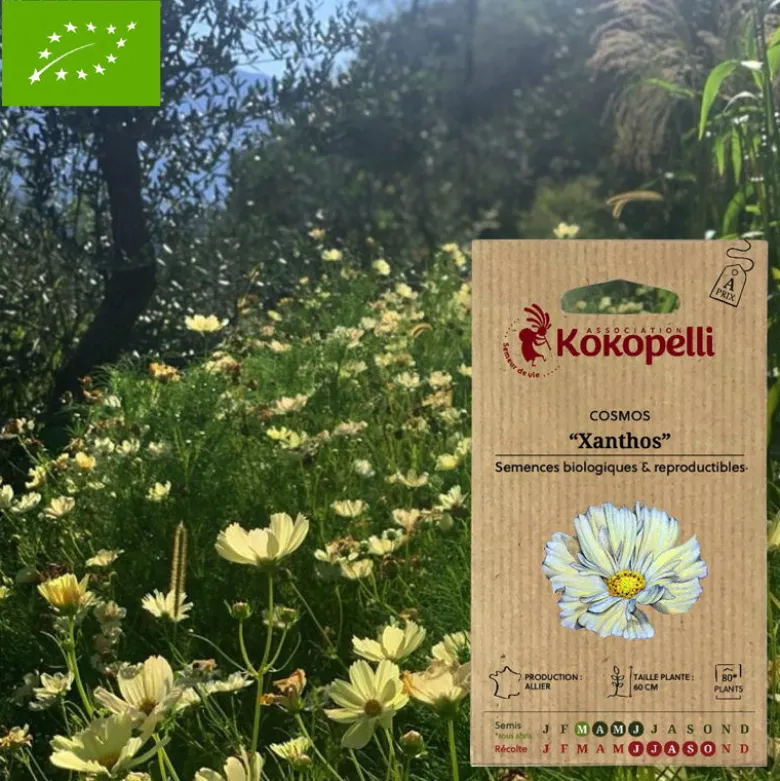 Cosmos xanthos- graines bio à semer