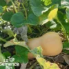 Courge musquée butternut bio