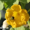 Courge potiron bleu de hongrie bio