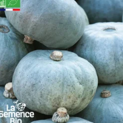 Courge potiron bleu de hongrie bio