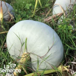 Courge potiron bleu de hongrie bio