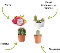 Cultivea - kit graines de cactus prêt à pousser