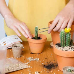 Cultivea - kit graines de cactus prêt à pousser